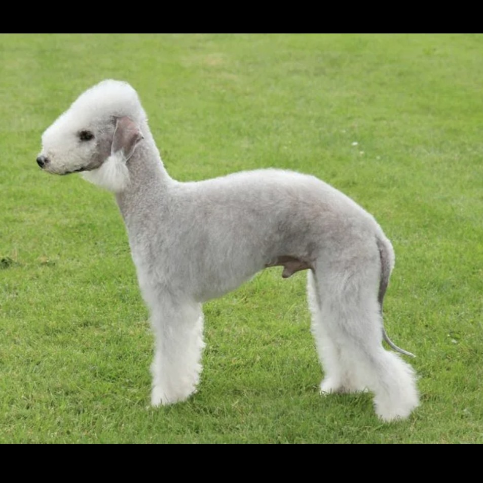 Беглинтон терьер комплекс