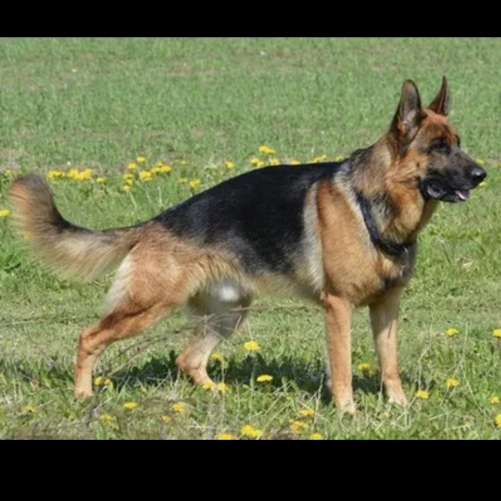 Немецкая овчарка комплекс (эк.линька + стрижка)