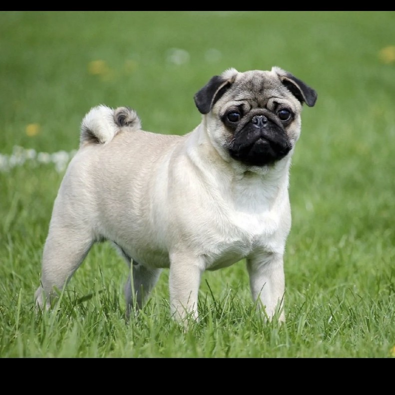 Мопс комплекс стрижка