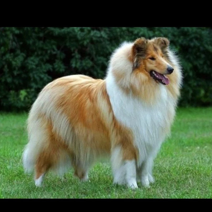 Колли комплекс стрижка