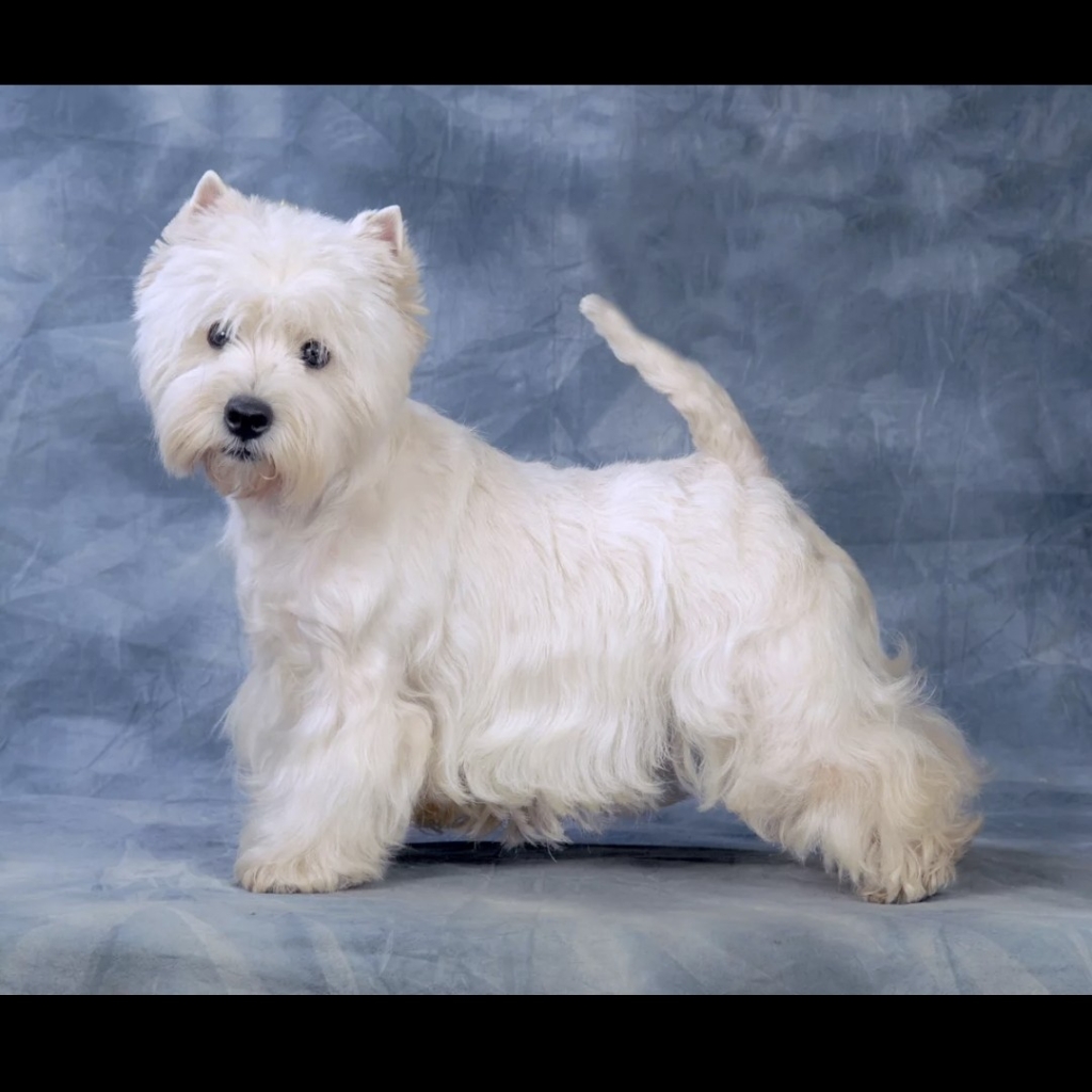 Вест хайленд терьер тримминг