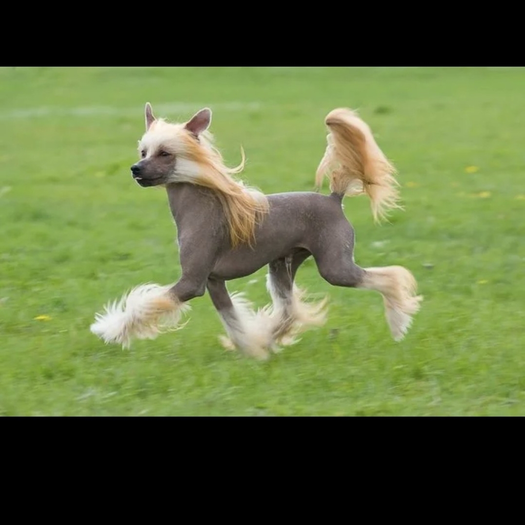 Китайская хохлатая голая гигиена