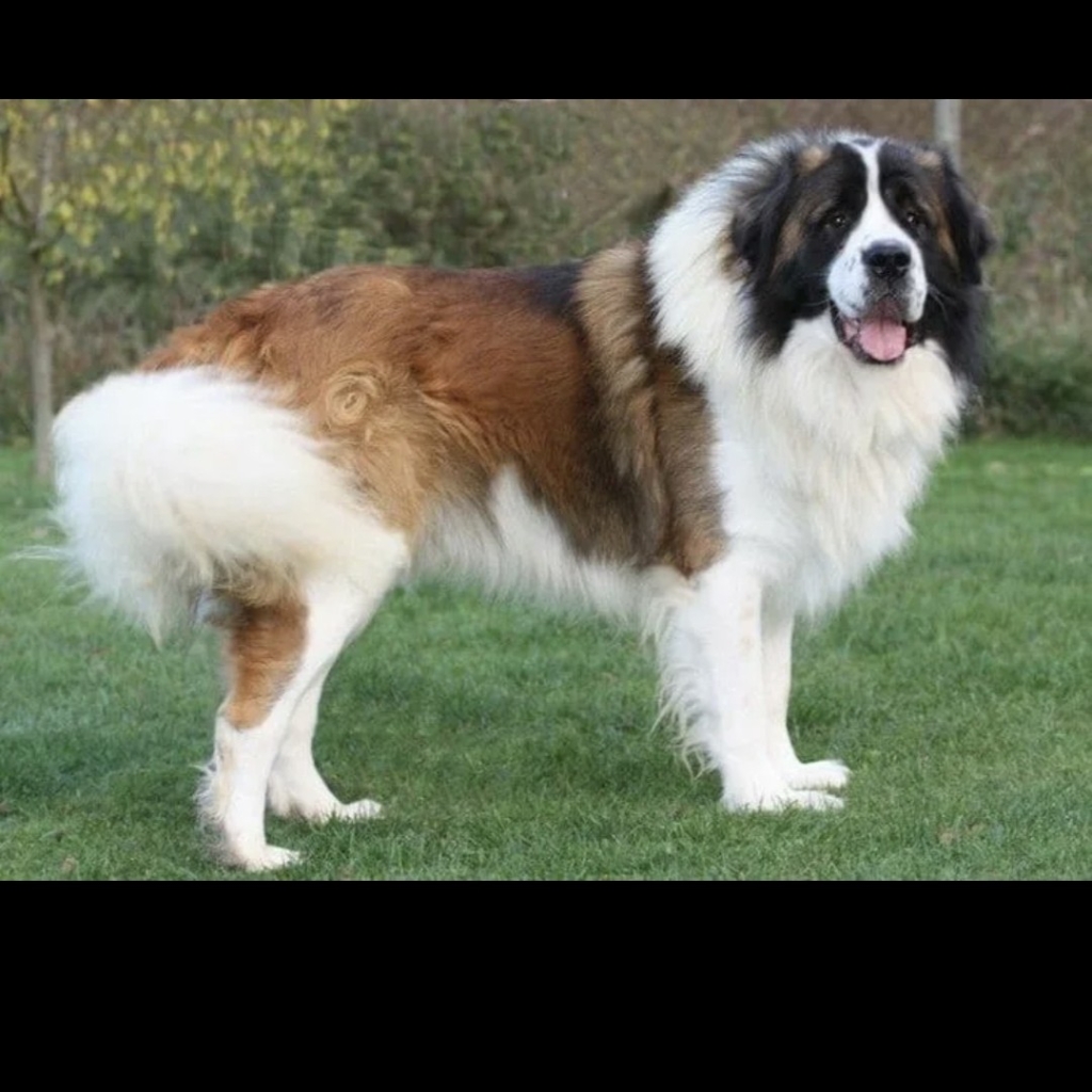 Московская сторожевая комплекс