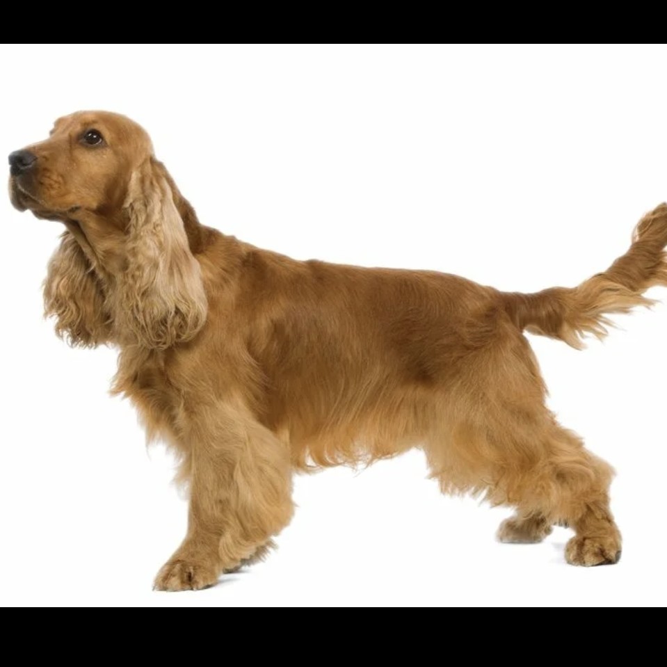 Английский кокер- спаниель комплекс