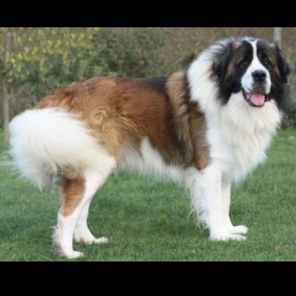 Московская сторожевая гигиена