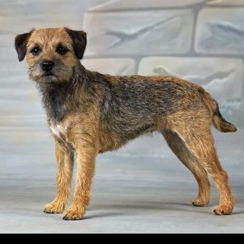 Бордер терьер гигиена