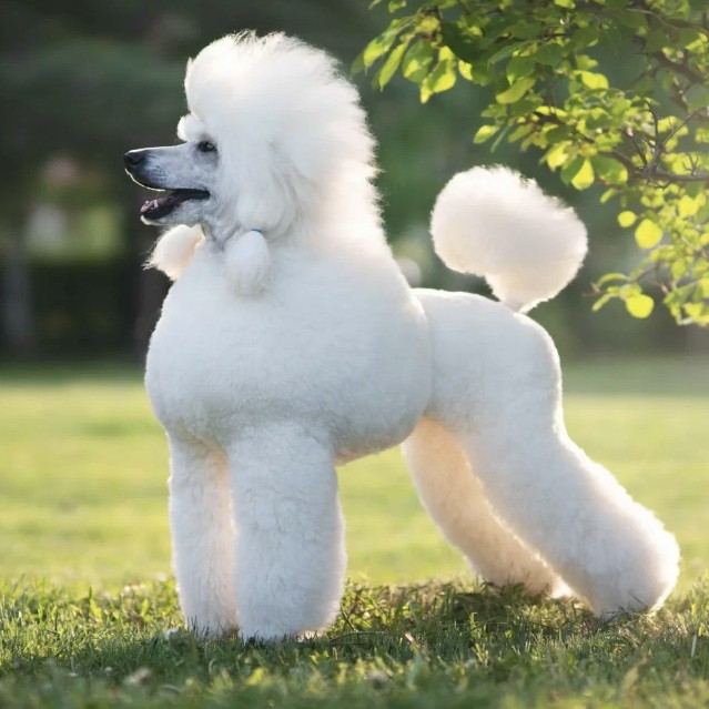 Пудель королевский комплекс