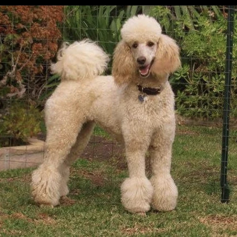 Пудель средний комплекс