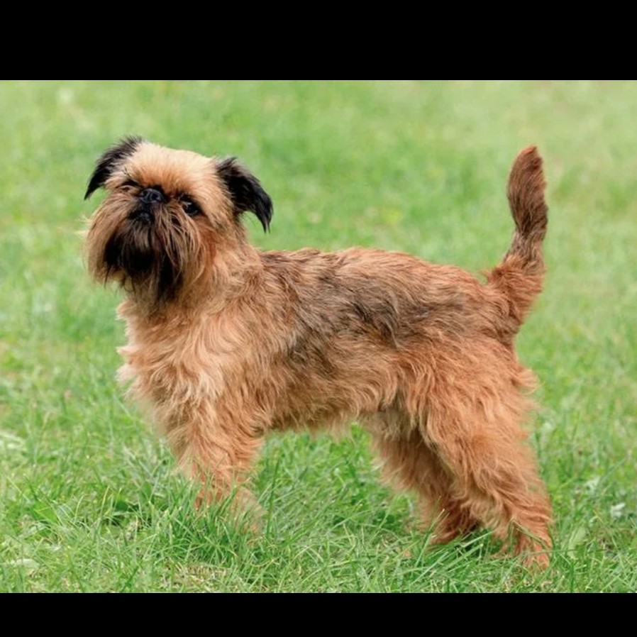 Грифон  тримминг