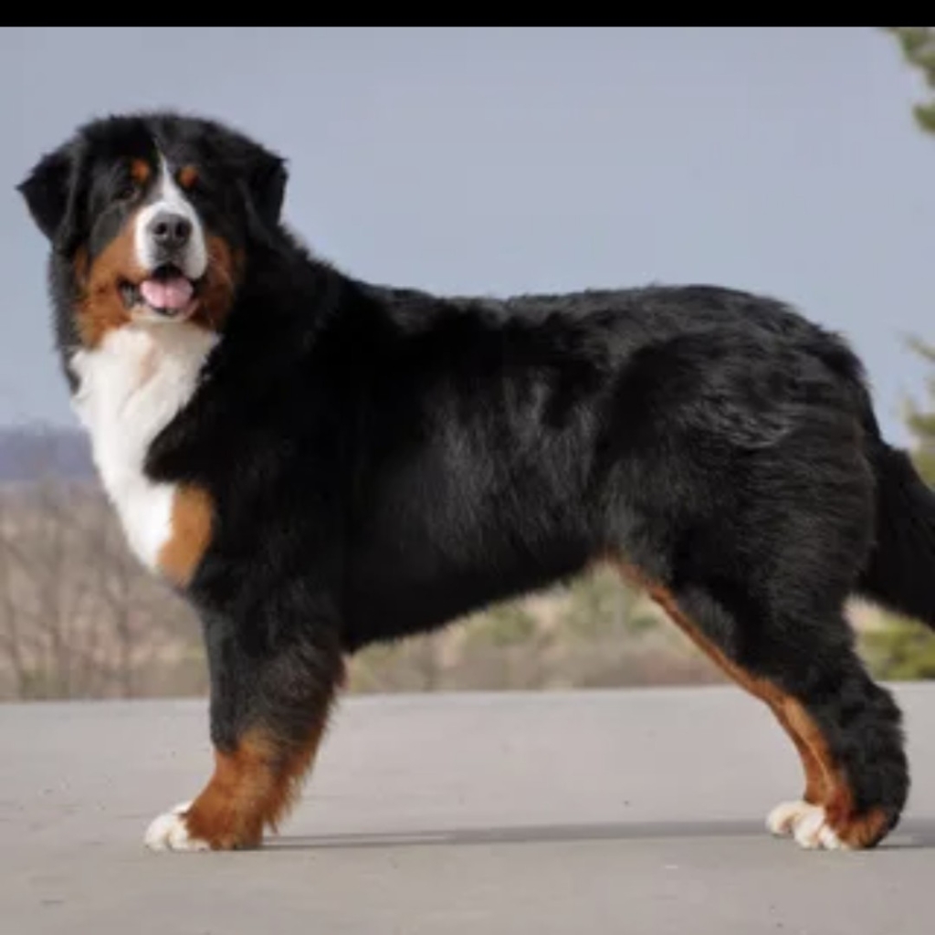 Зенненхунд комплекс