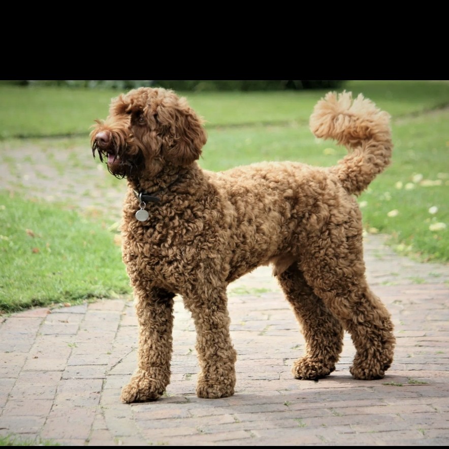 Лабрадудель комплекс