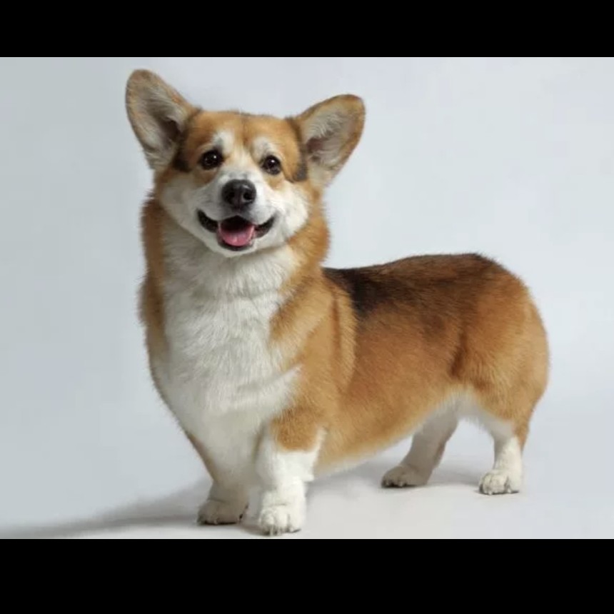 Корги кардиган( комплекс)