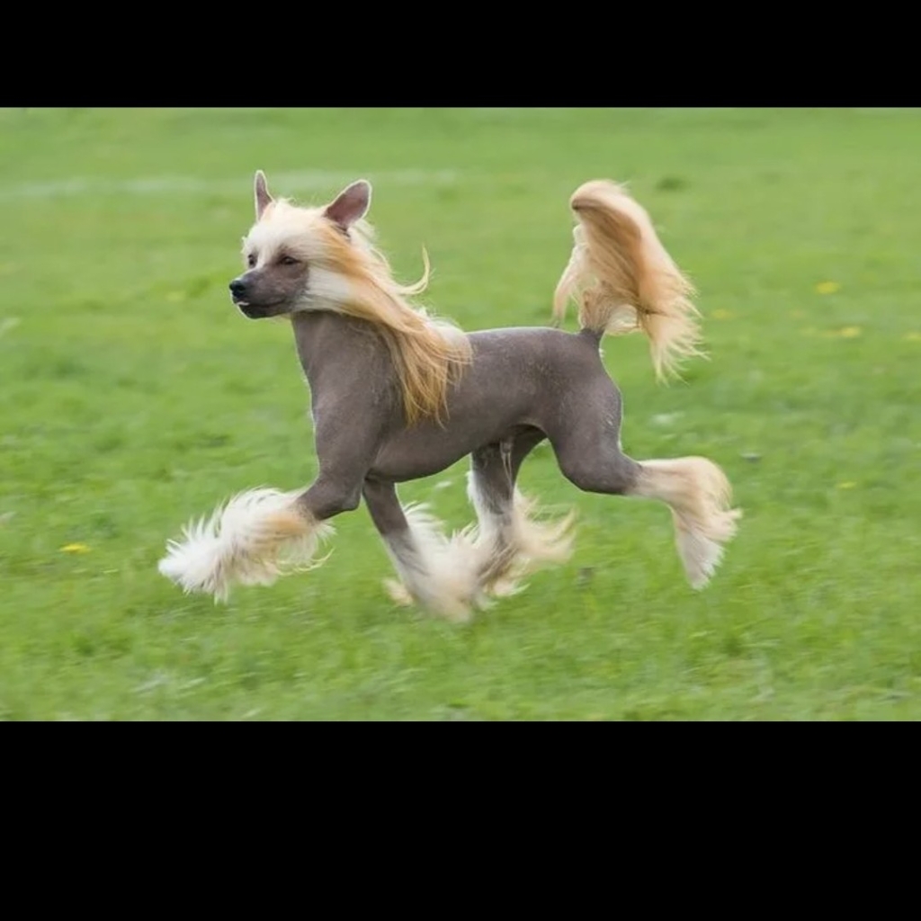 Китайская хохлатая голая комплекс