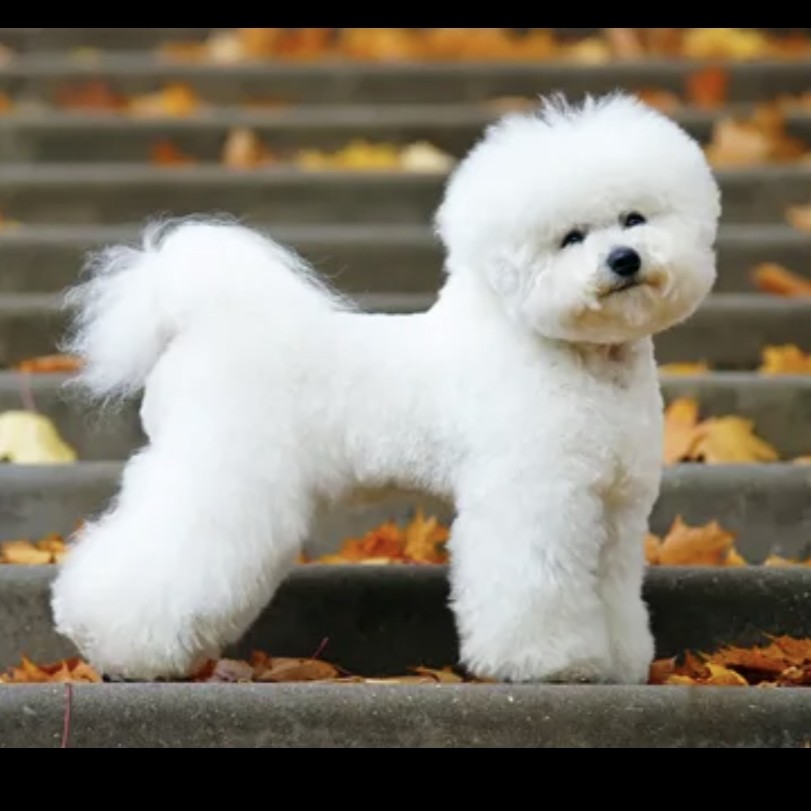 Бишон фризе гигиена