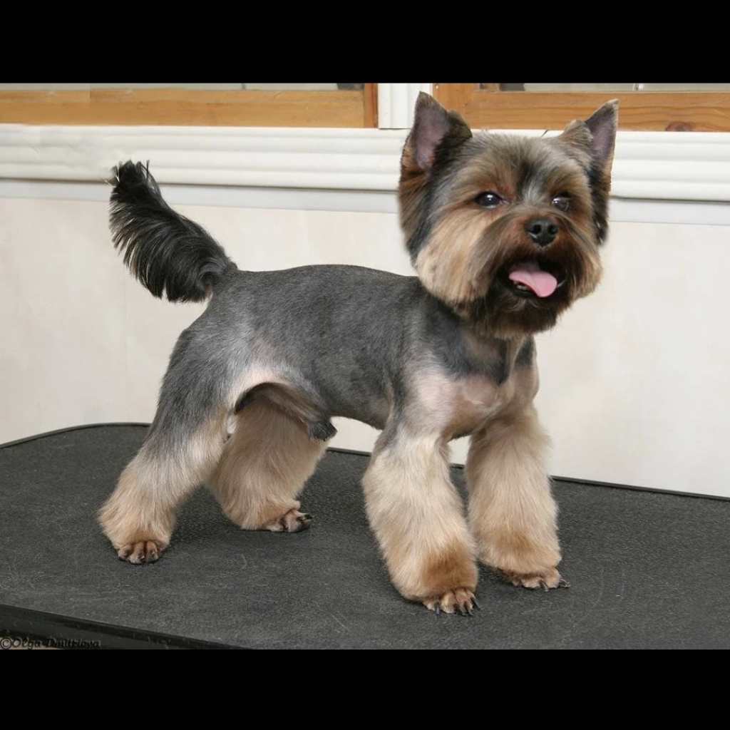 Йоркширский терьер /бивер гигиена