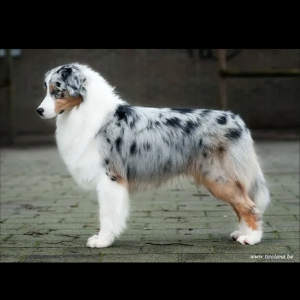 Аусси комплекс