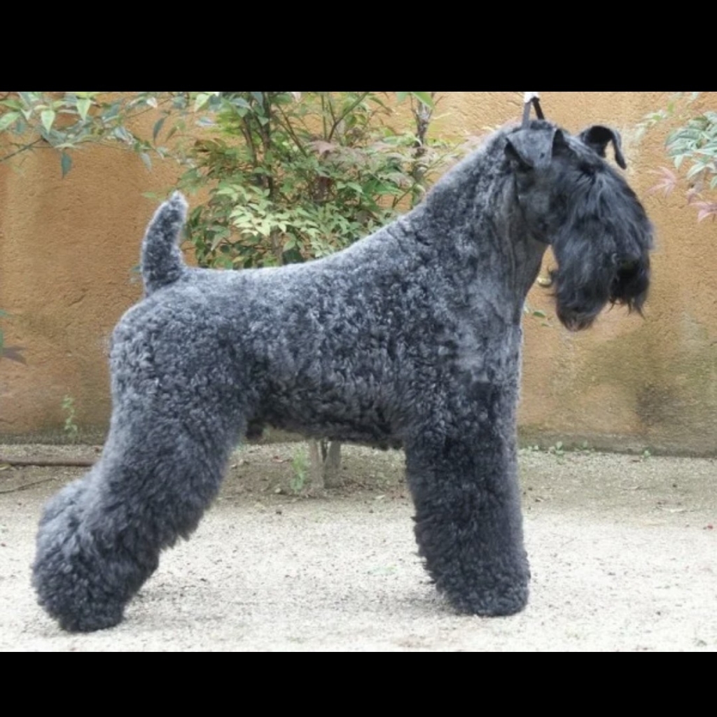 Керри блю терьер гигиена