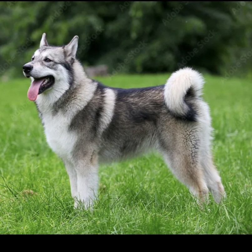 Лайка гигиена