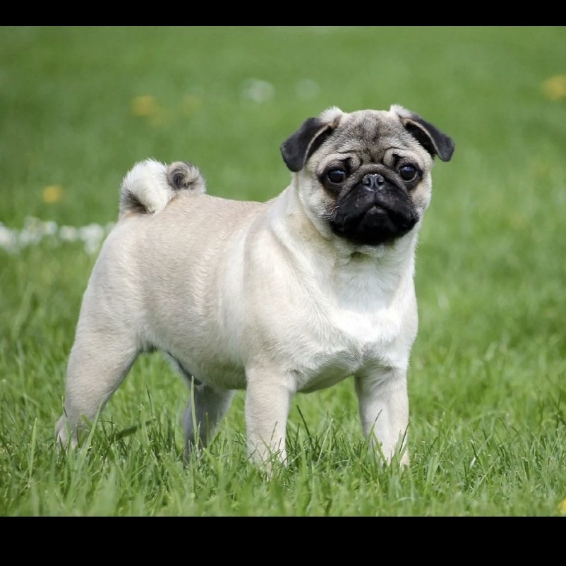 Мопс гигиена