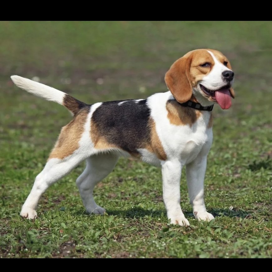 Бигль комплекс