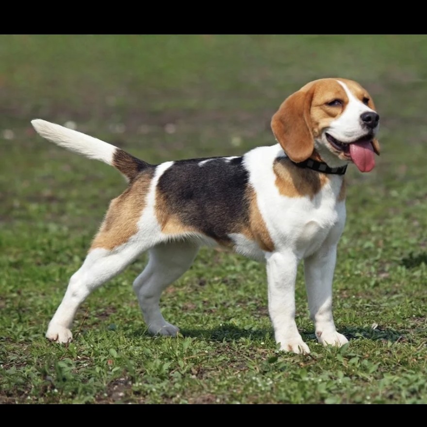 Бигль гигиена