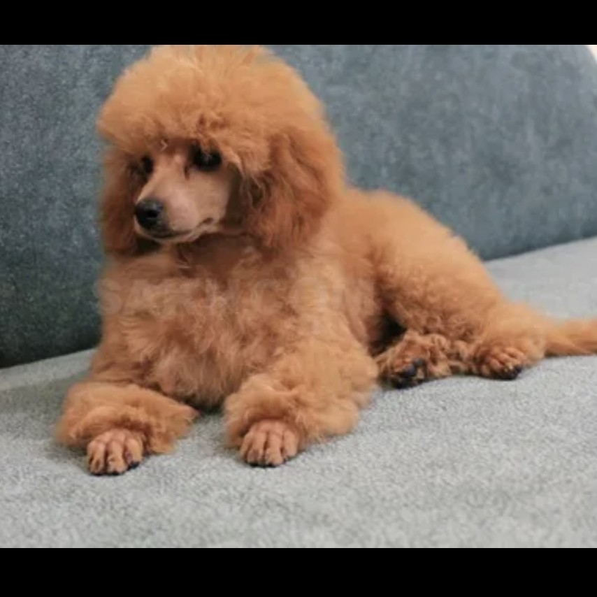 Той пудель (комплекс)