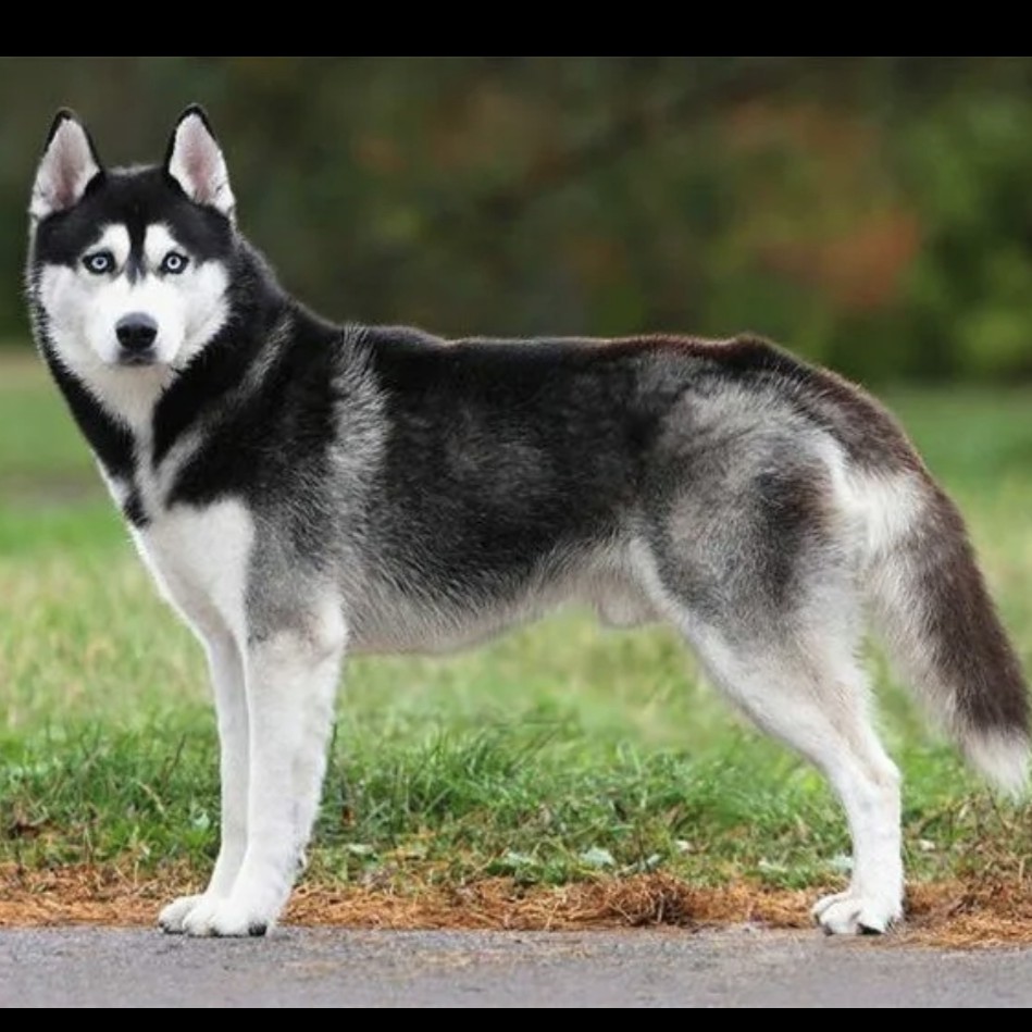 Сибирский хаски комплекс