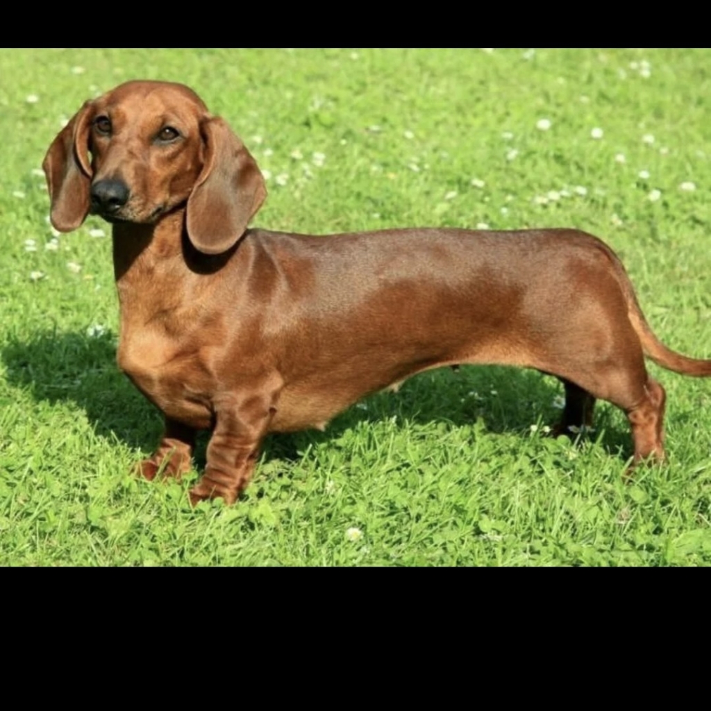 Такса гигиена щенок