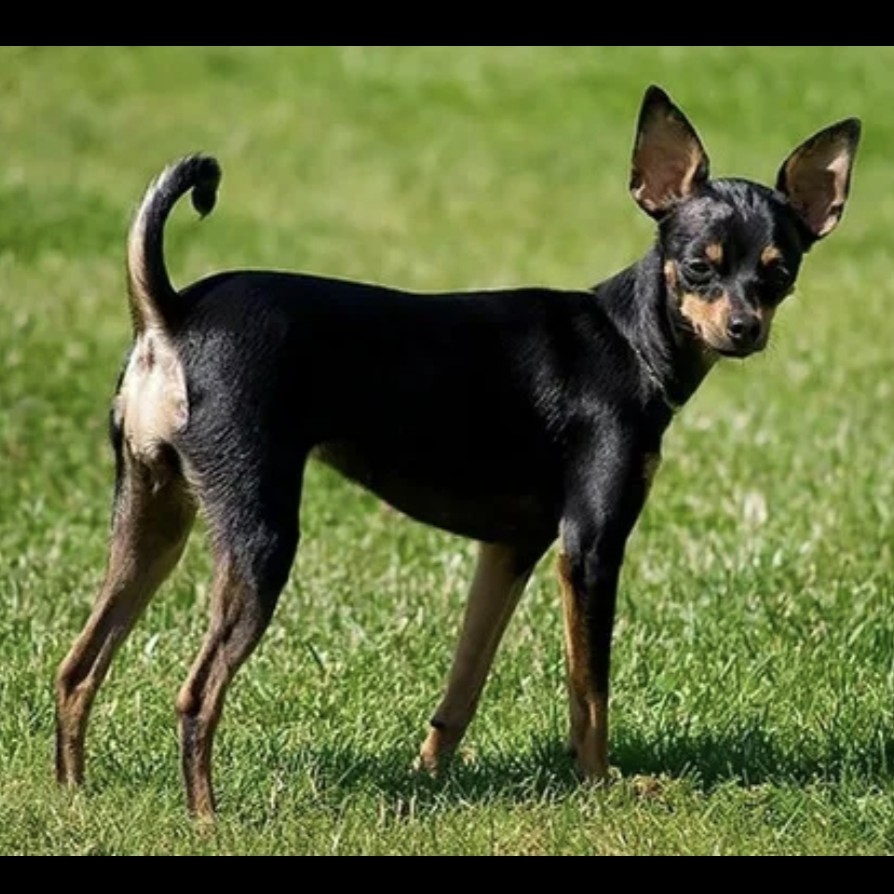 Той терьер комплекс