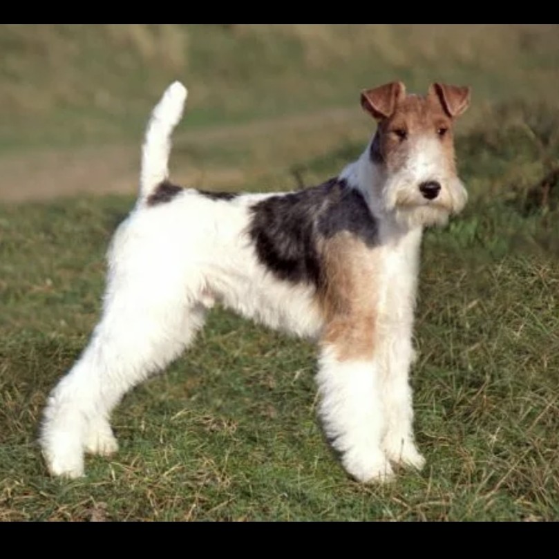 Фокс терьер гигиена