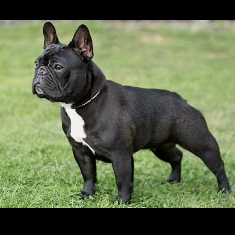 Французский бульдог комплекс