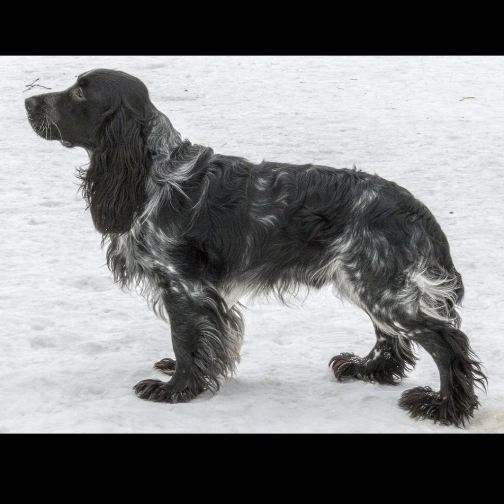 Русский спаниель гигиена