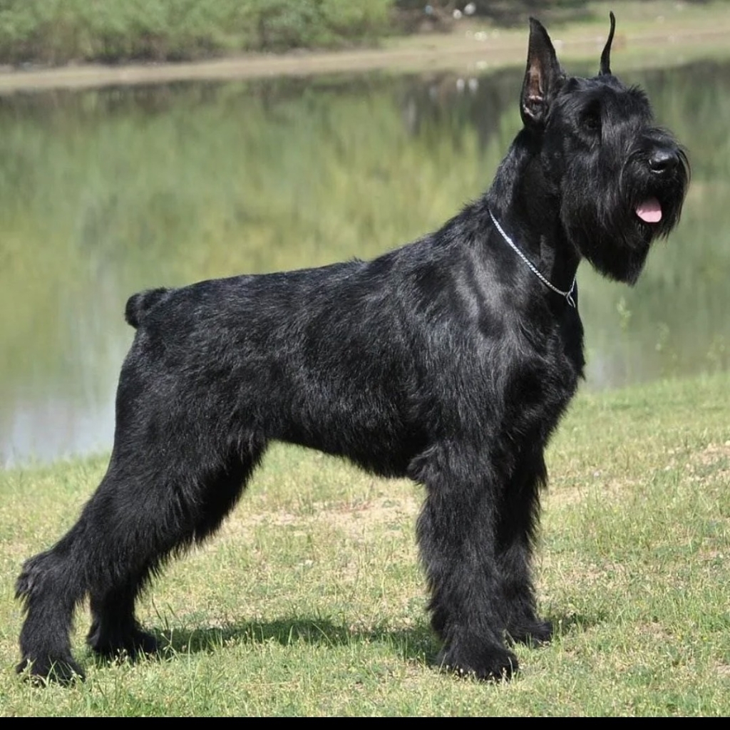 Ризен шнауцер гигиена