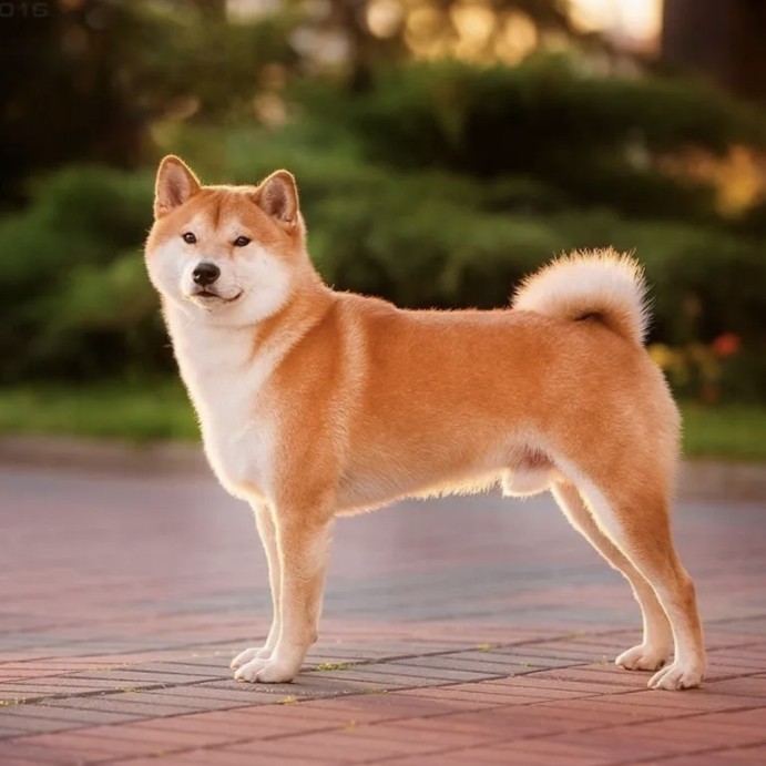 Сиба ину гигиена