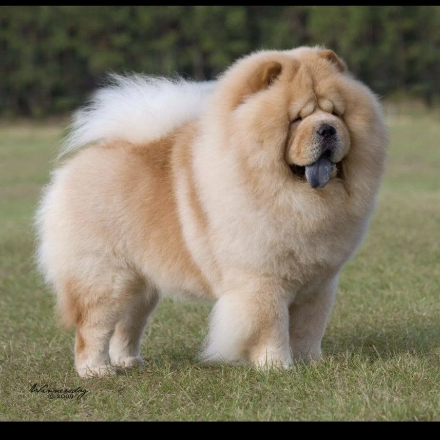 Чай чау комплекс