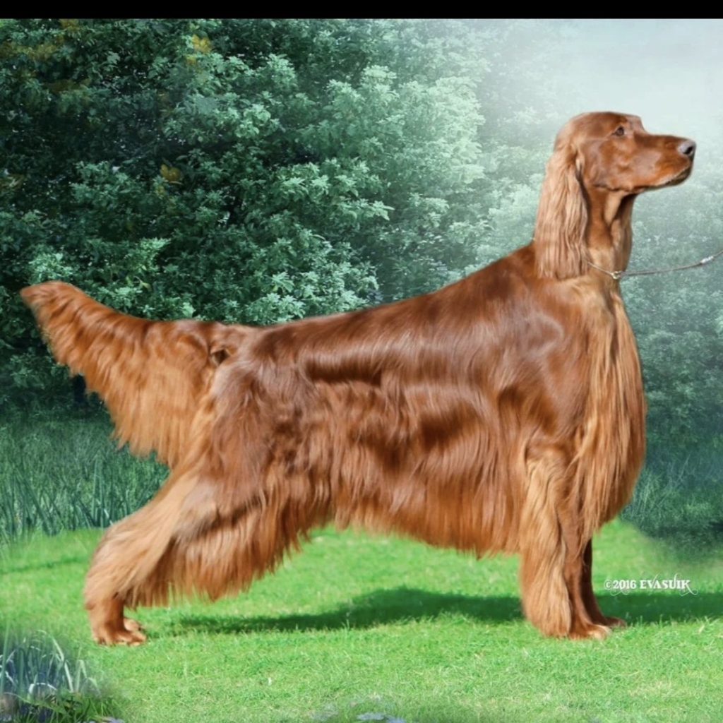 Сеттер комплекс