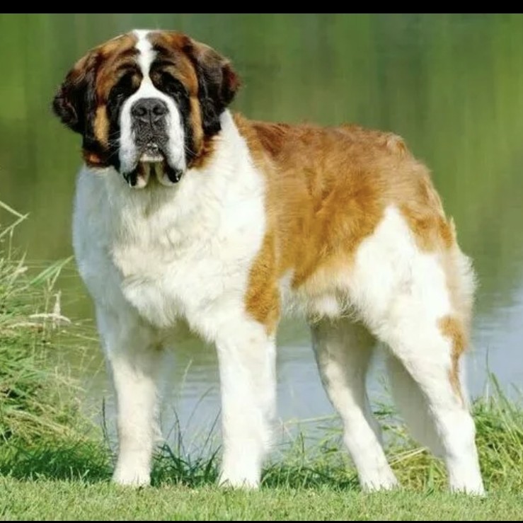 Сенбернар комплекс