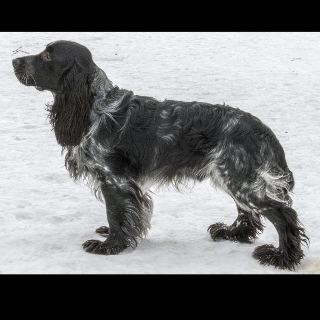 Русский спаниель комплекс