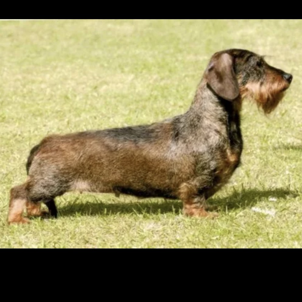 Такса жест.комплекс+тримминг