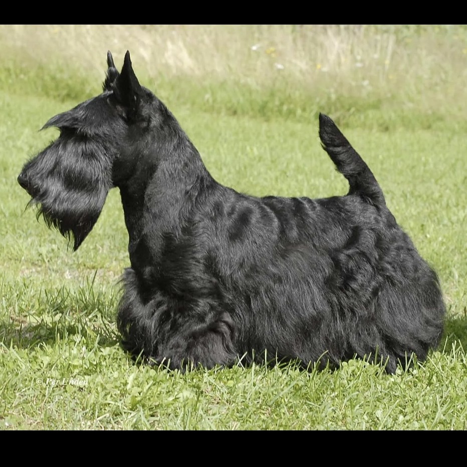 Скотч терьер тримминг
