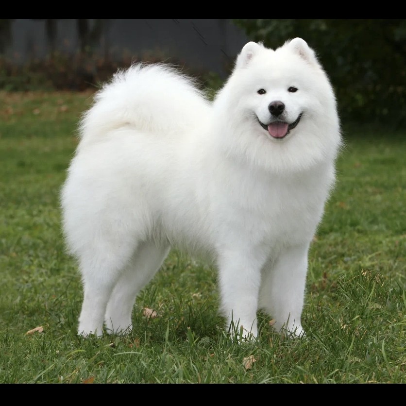 Самоед комплекс