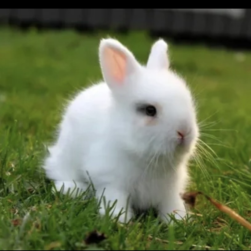 стрижка кролика