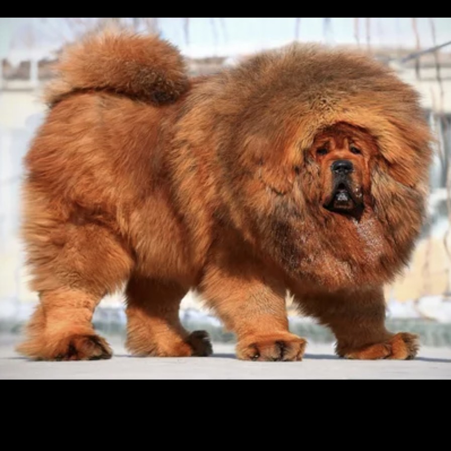 Тибетский мастиф комплекс