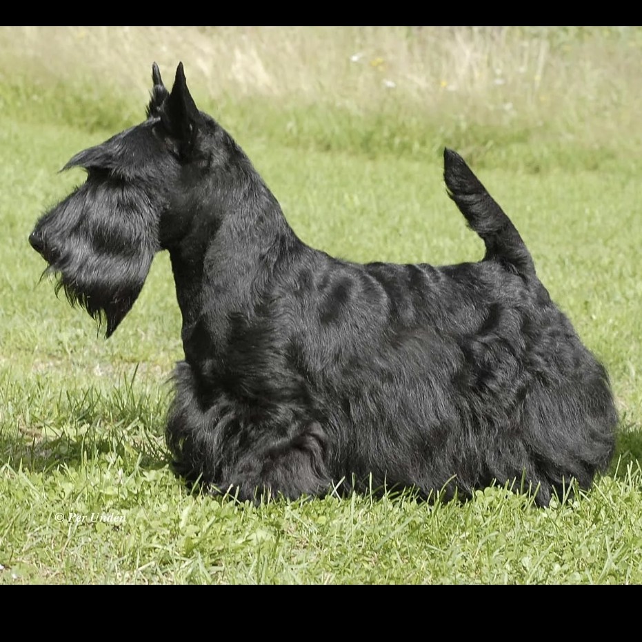 Скотч терьер гигиена