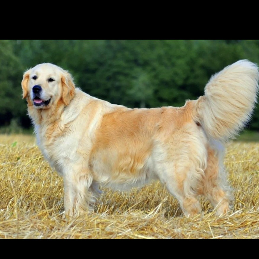 Ретривер комплекс