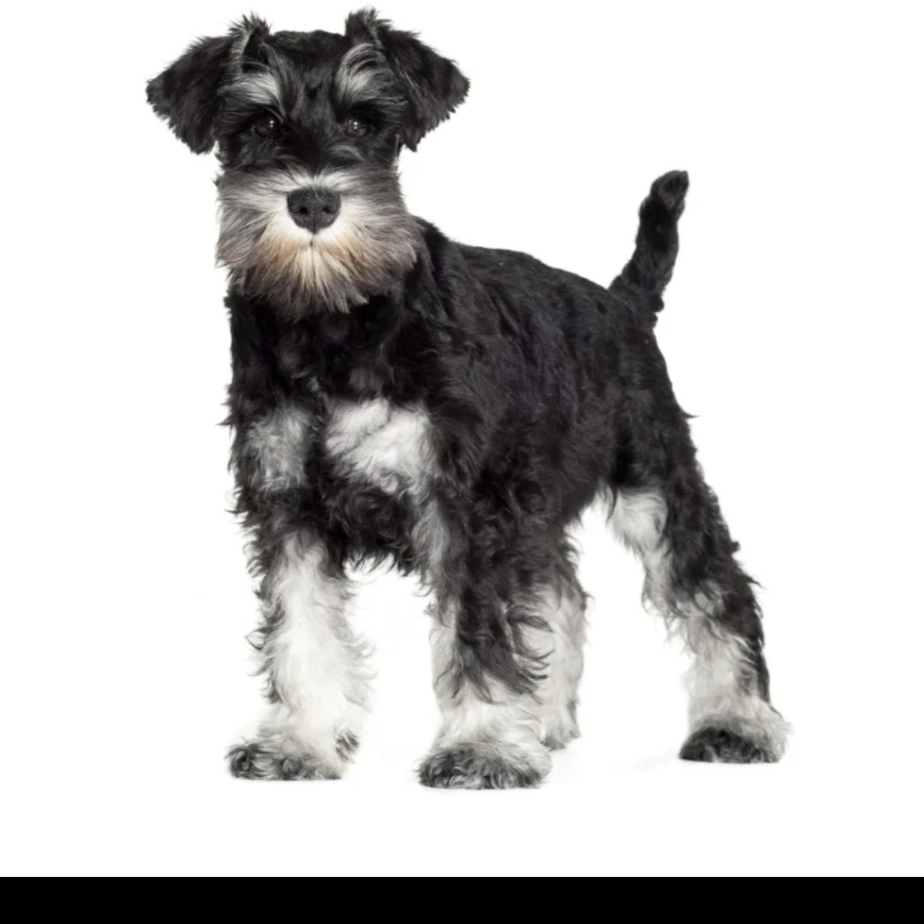 Цверг шнауцер тримминг