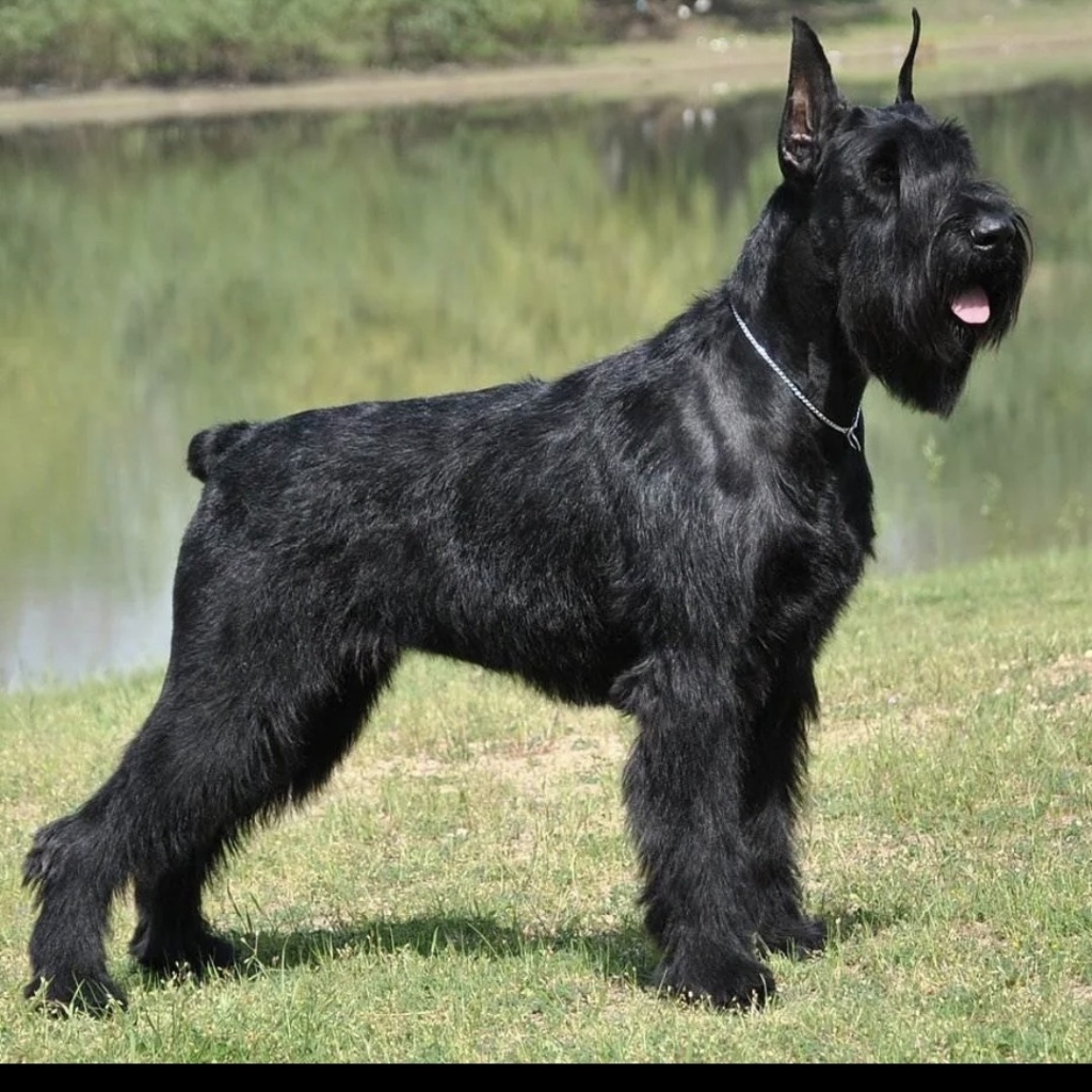 Ризен шнауцер комплекс (без тримминга)