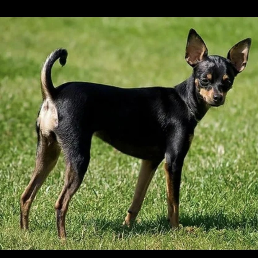 Той терьер гигиена