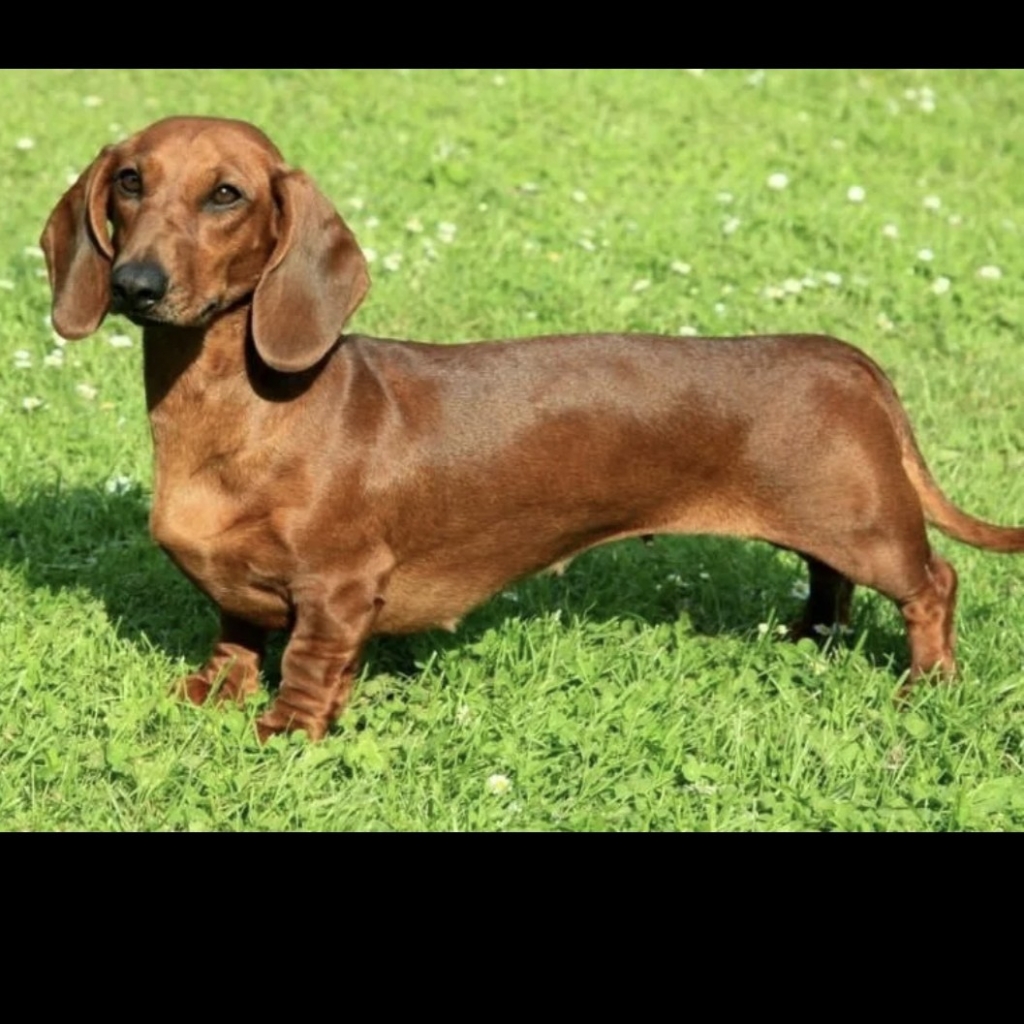 Такса гладкошерстная комплекс