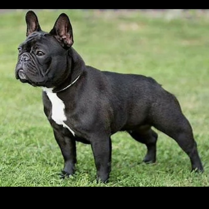 Французский бульдог щенок